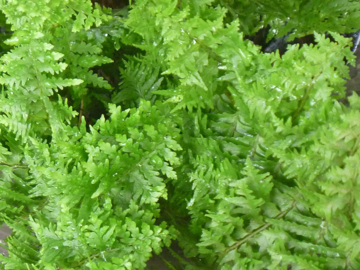 Папоротник фенолепсис