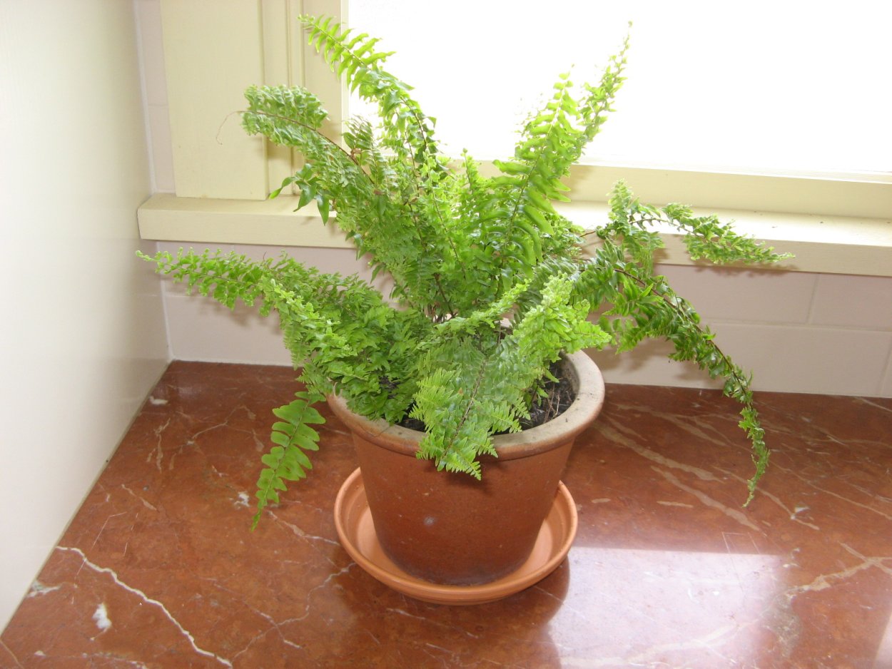 Бостонский папоротник в интерьере