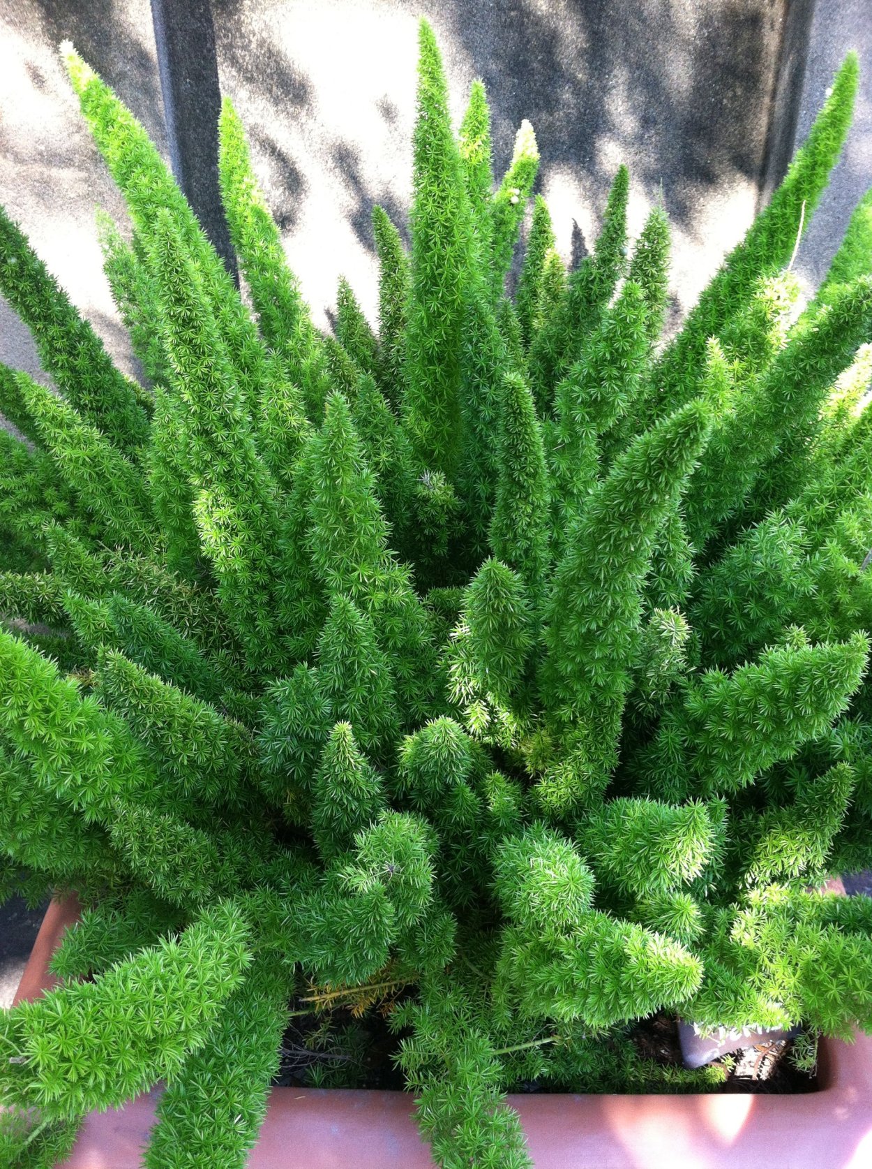 Папоротник на Камчатке