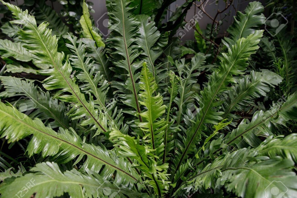 Нефролепис Монтана