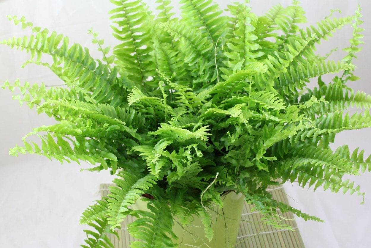 Nephrolepis biserrata