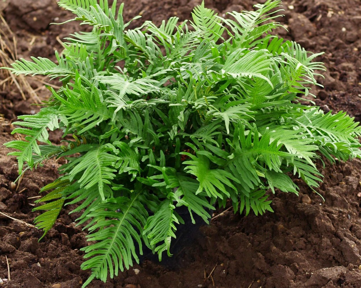 Дендро папоротник