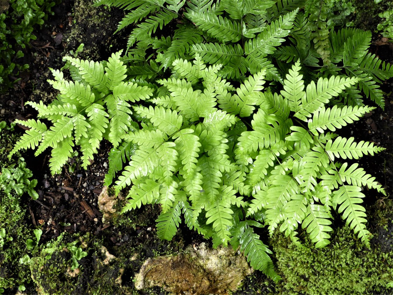 Нефролепис Соната