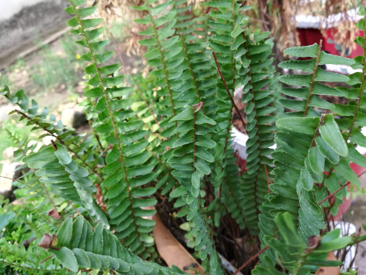 Нефролепис Блю Белл d12 tim