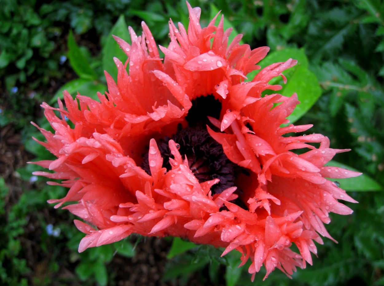 Мак Уайт Раффлс