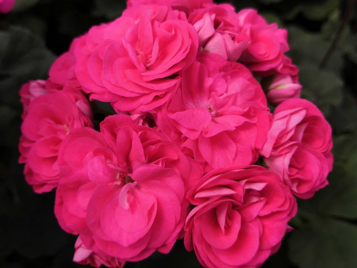 Папоротник Циртомиум серповидный