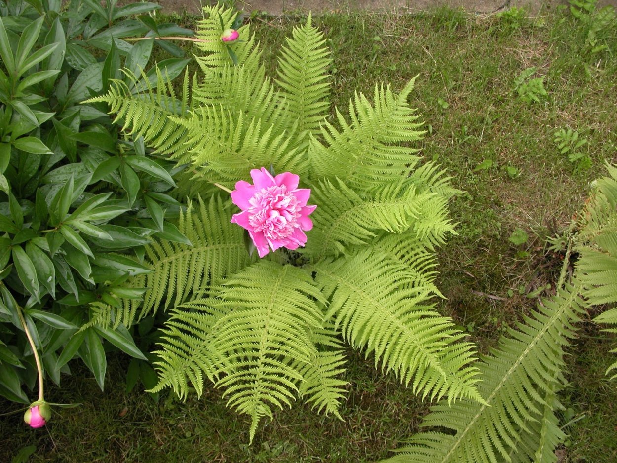 Nn-df383bzpe (инверторная)