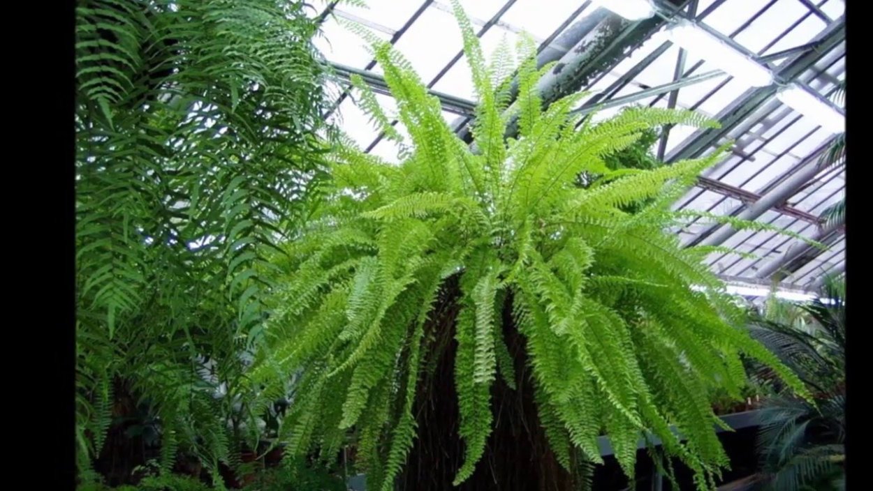 Нефролепис сердцелистный