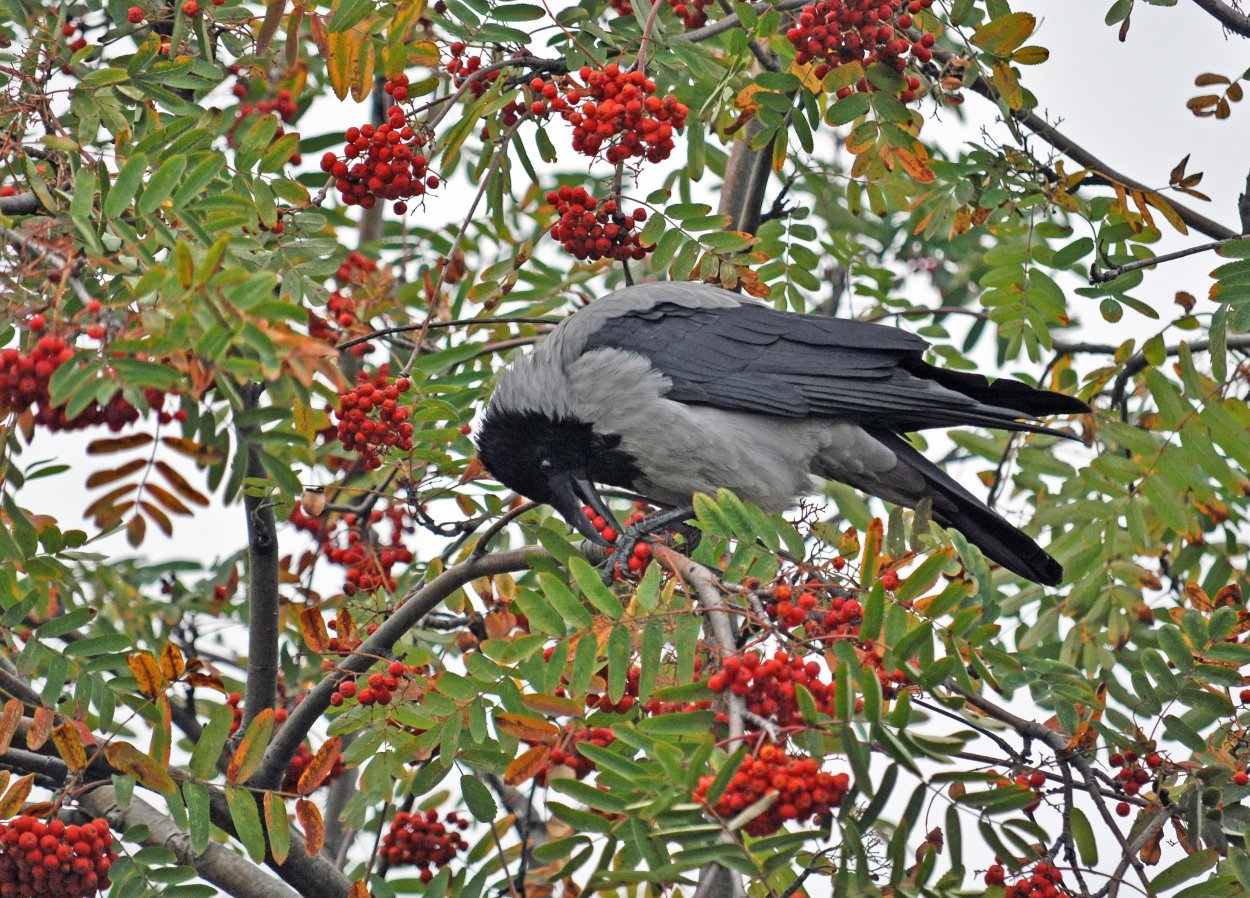 Сорока на рябине