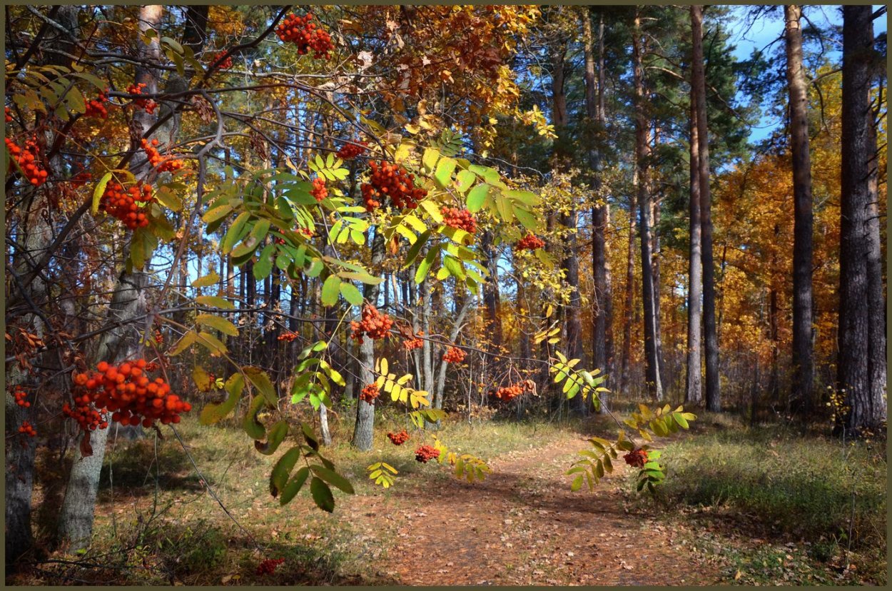 Рябина в осеннем лесу