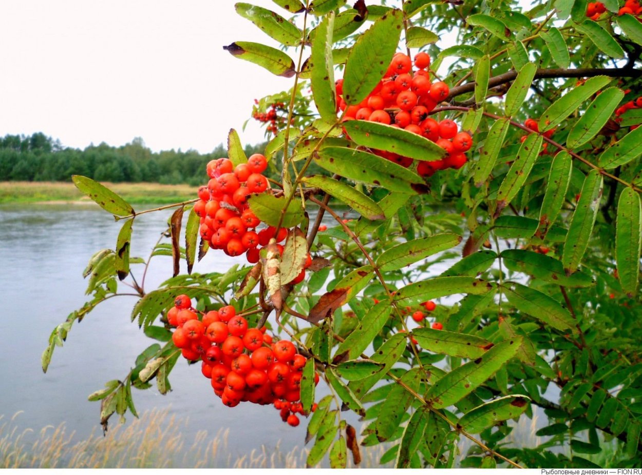 Рябина алая крупная