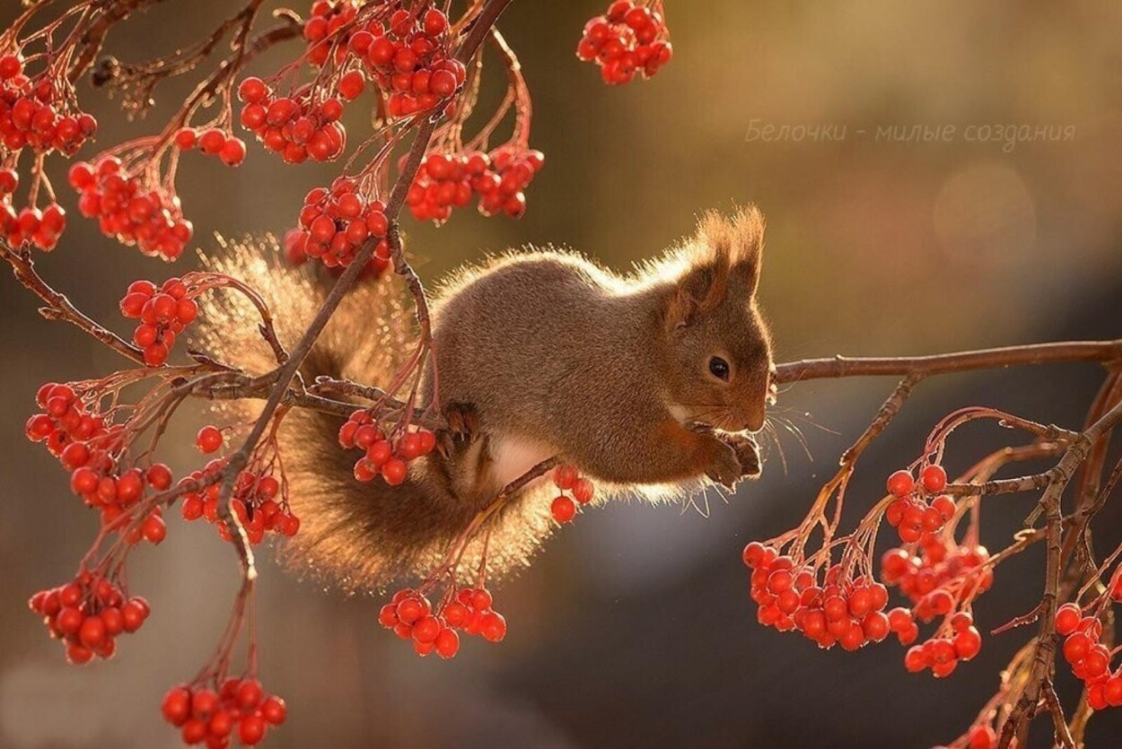 Белка с ягодами