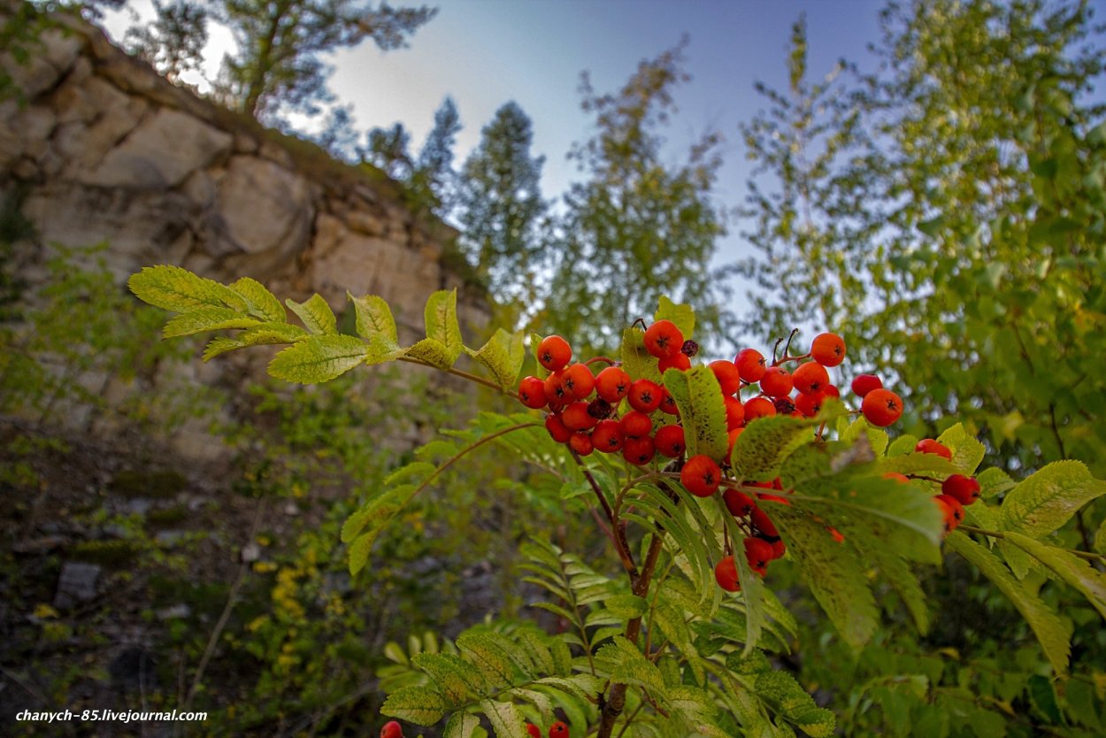 Рябина Кавказская