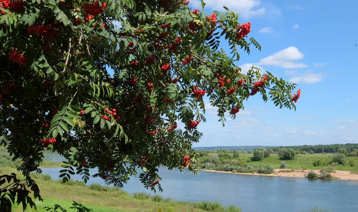 Рябина кустовая