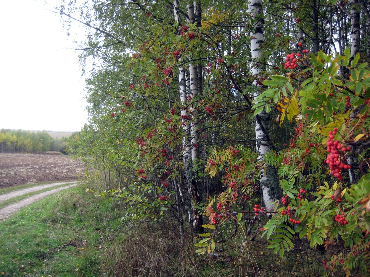 Калина береза
