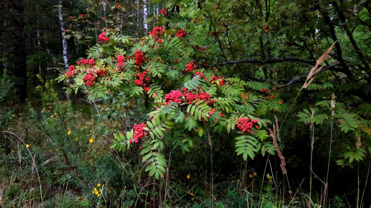 Рябина обыкновенная в подлеске