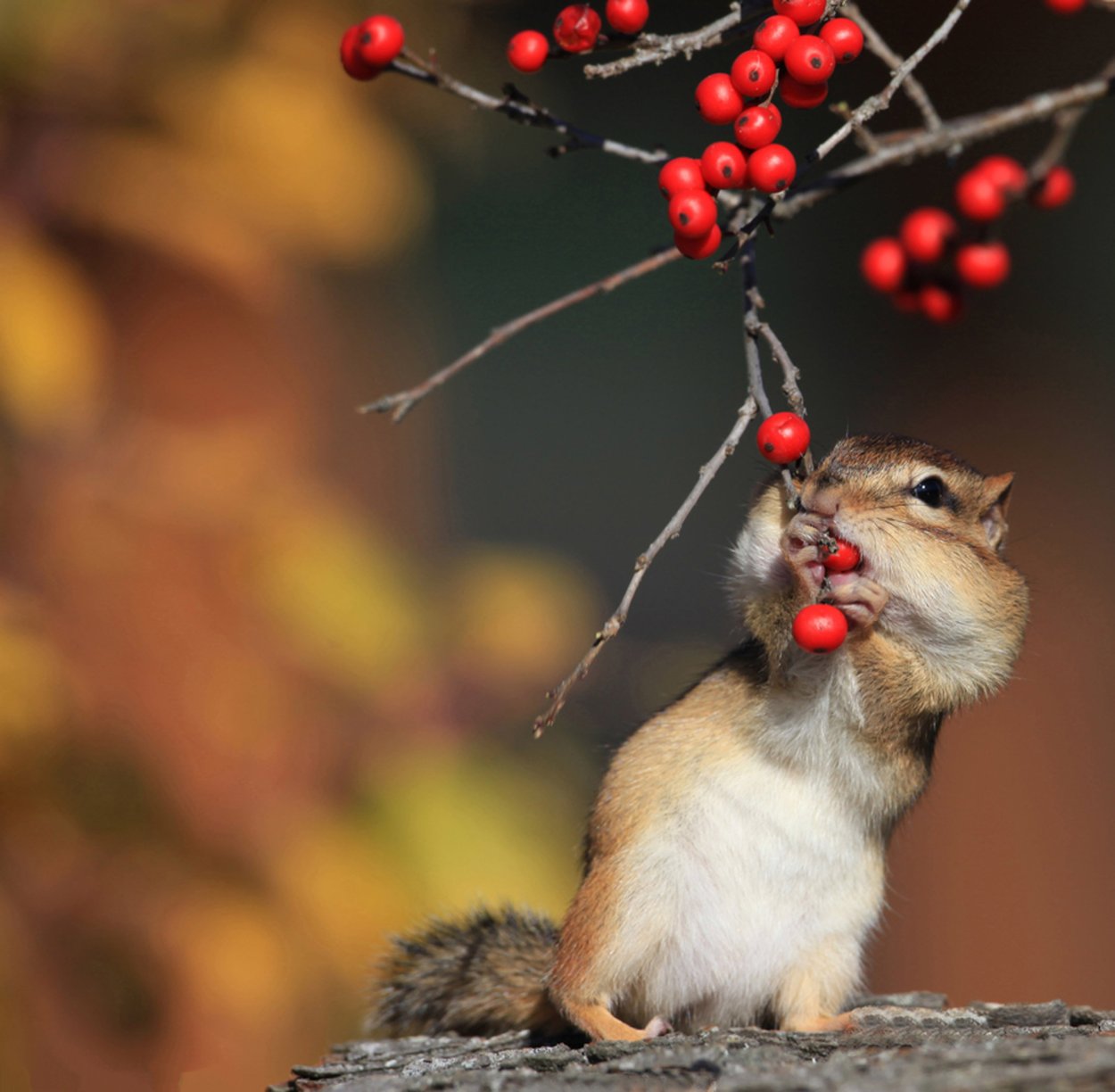 Ноябрь животные