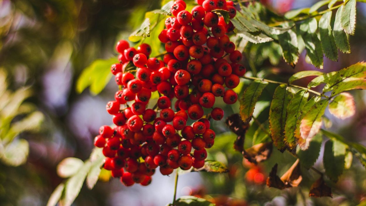 Осень рябина