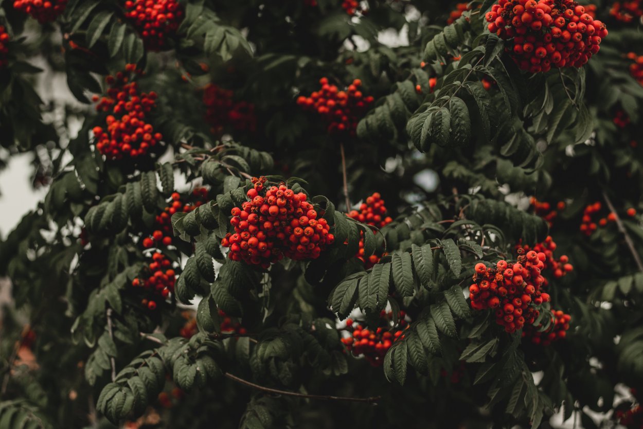 Рябина Амурская