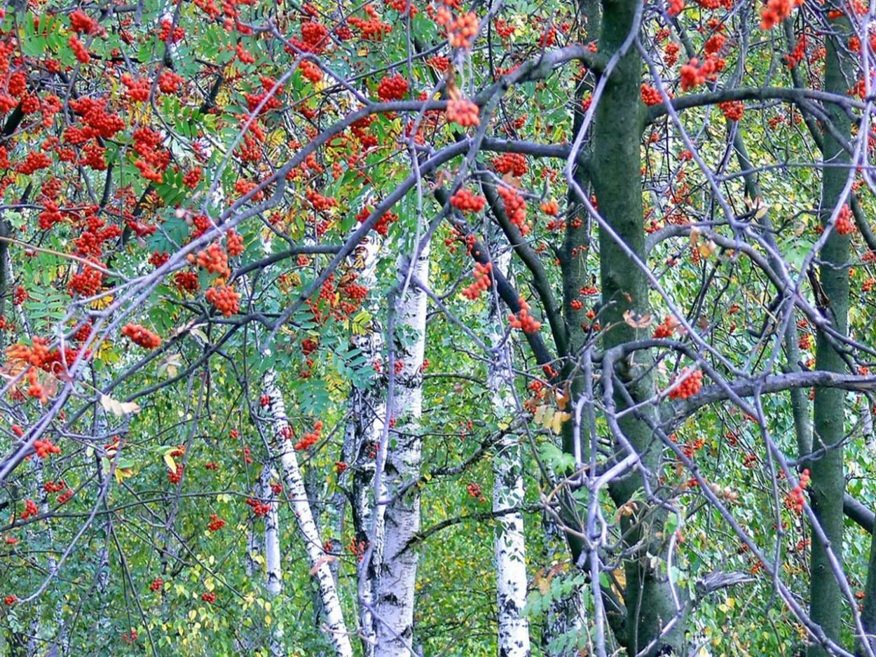 Осенние березы и рябины