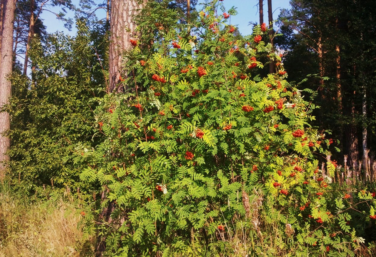 Рябина обыкновенная в подлеске