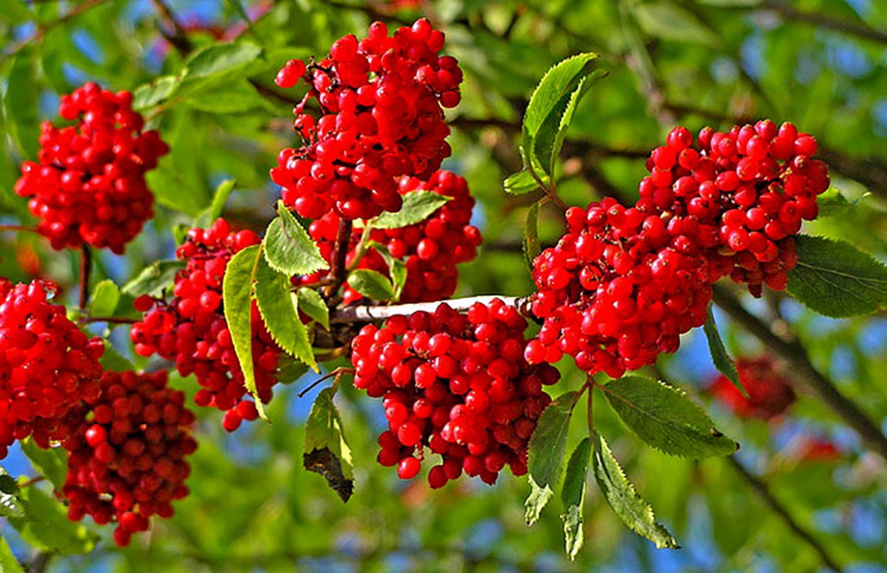 Рябина обыкновенная ягоды