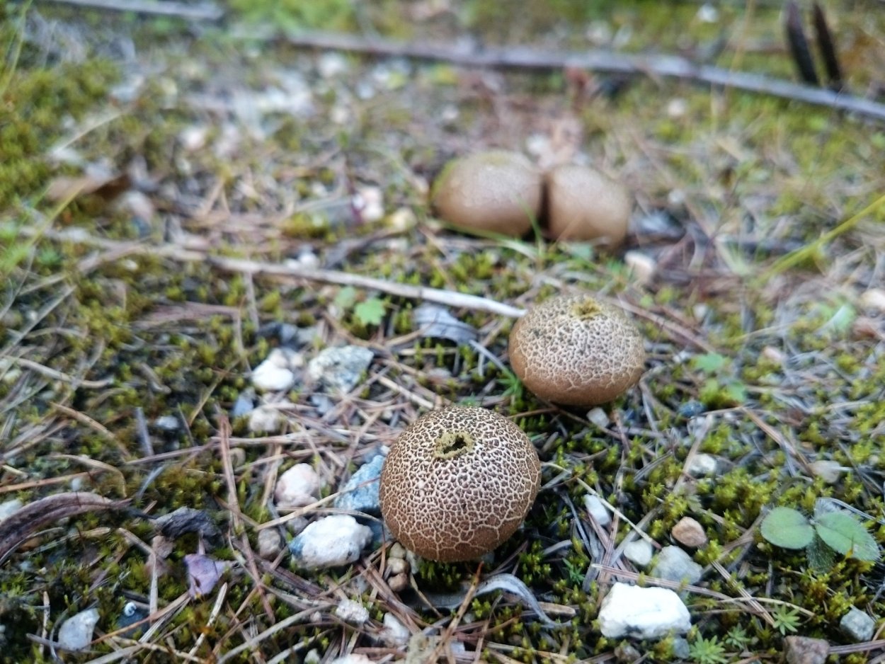 Дождевик Дедушкин табак