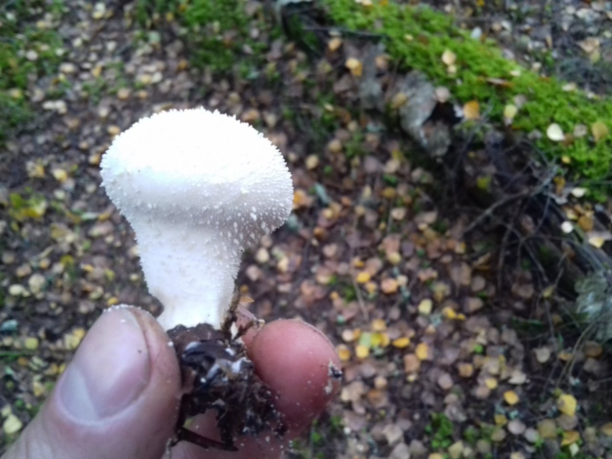 Дедушкин табак гриб