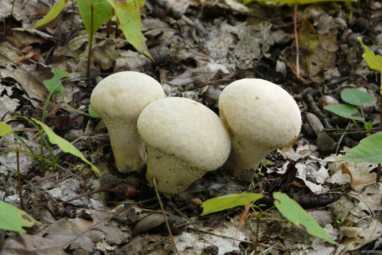 Дождевик Дедушкин табак