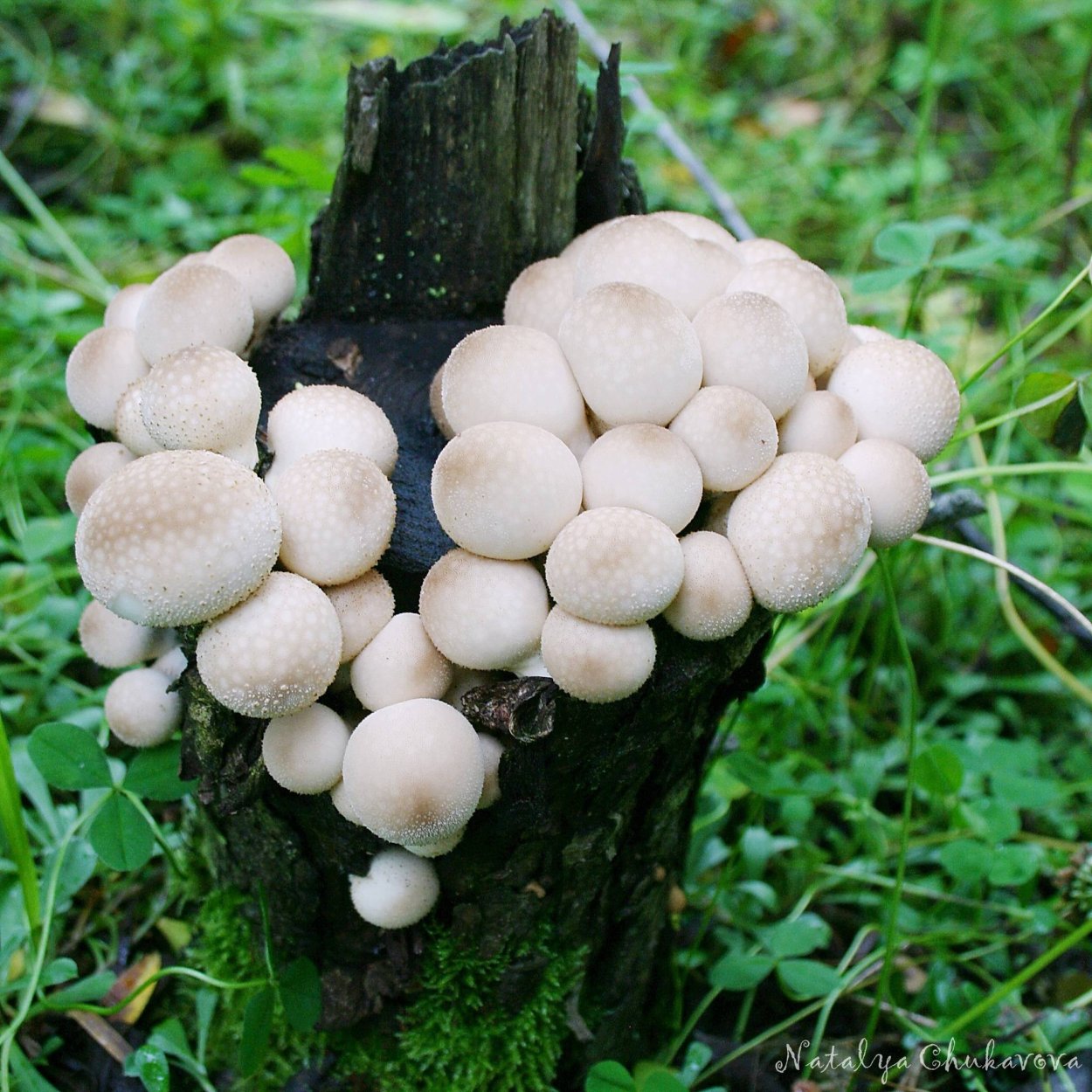 Дождевик съедобный