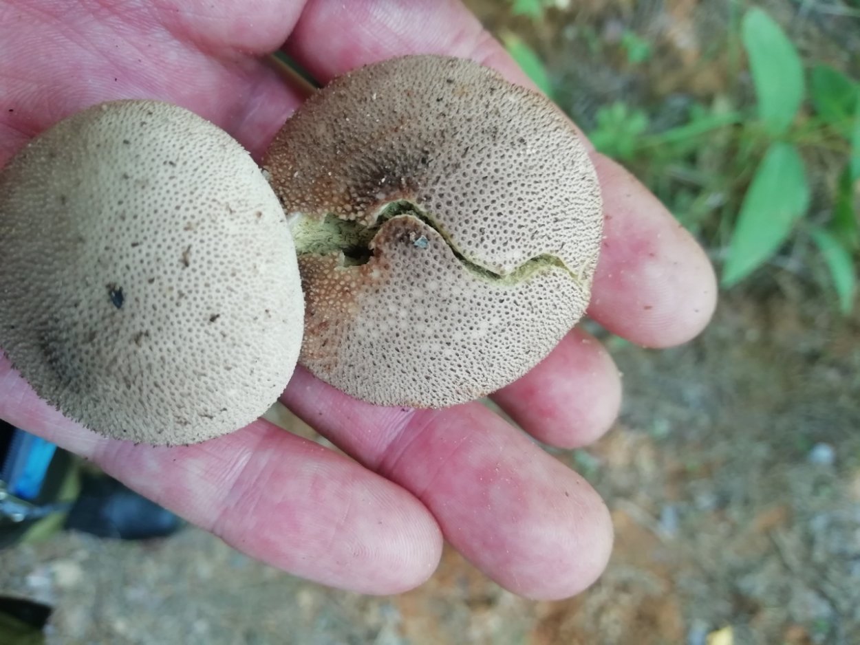 Гриб дождевик гигантский съедобный