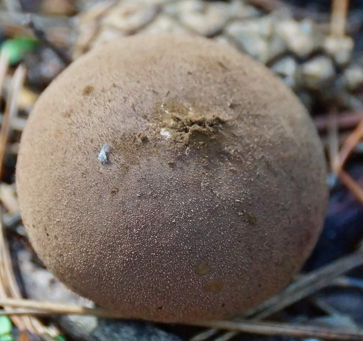 Дедушкин табак гриб