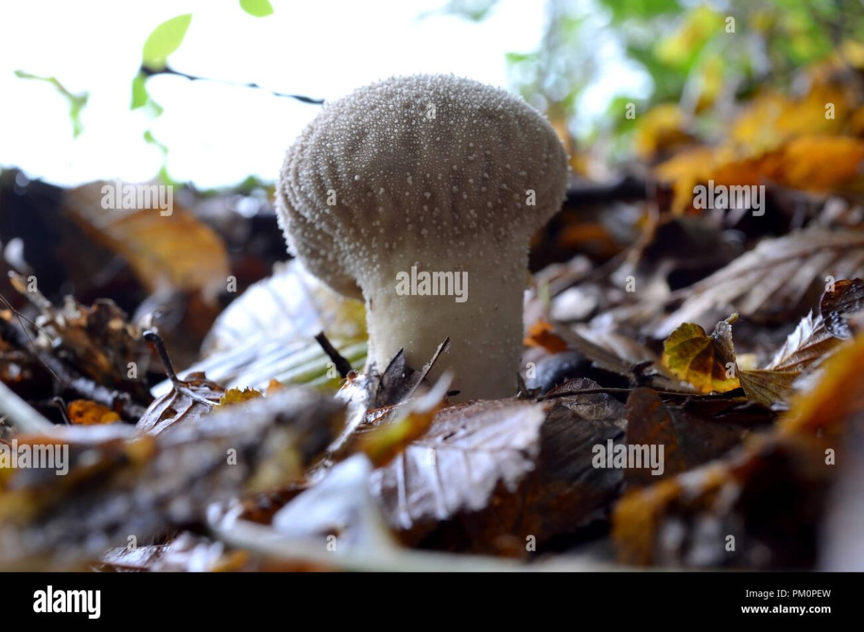 Гриб Пуфбол