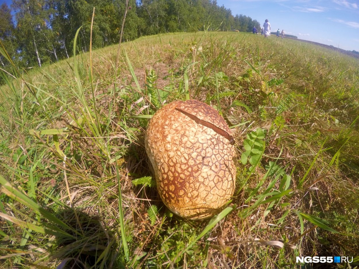 Гриб Lycoperdon perlatum