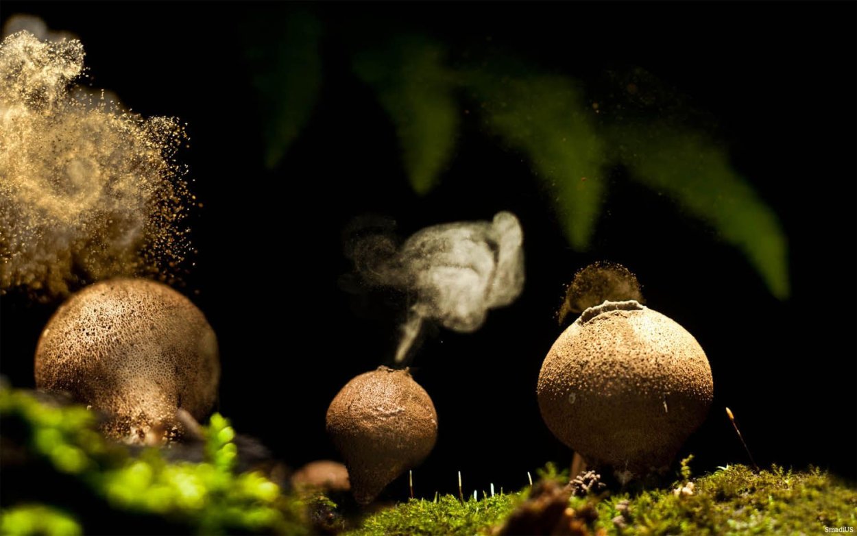 Дождевик Дедушкин табак