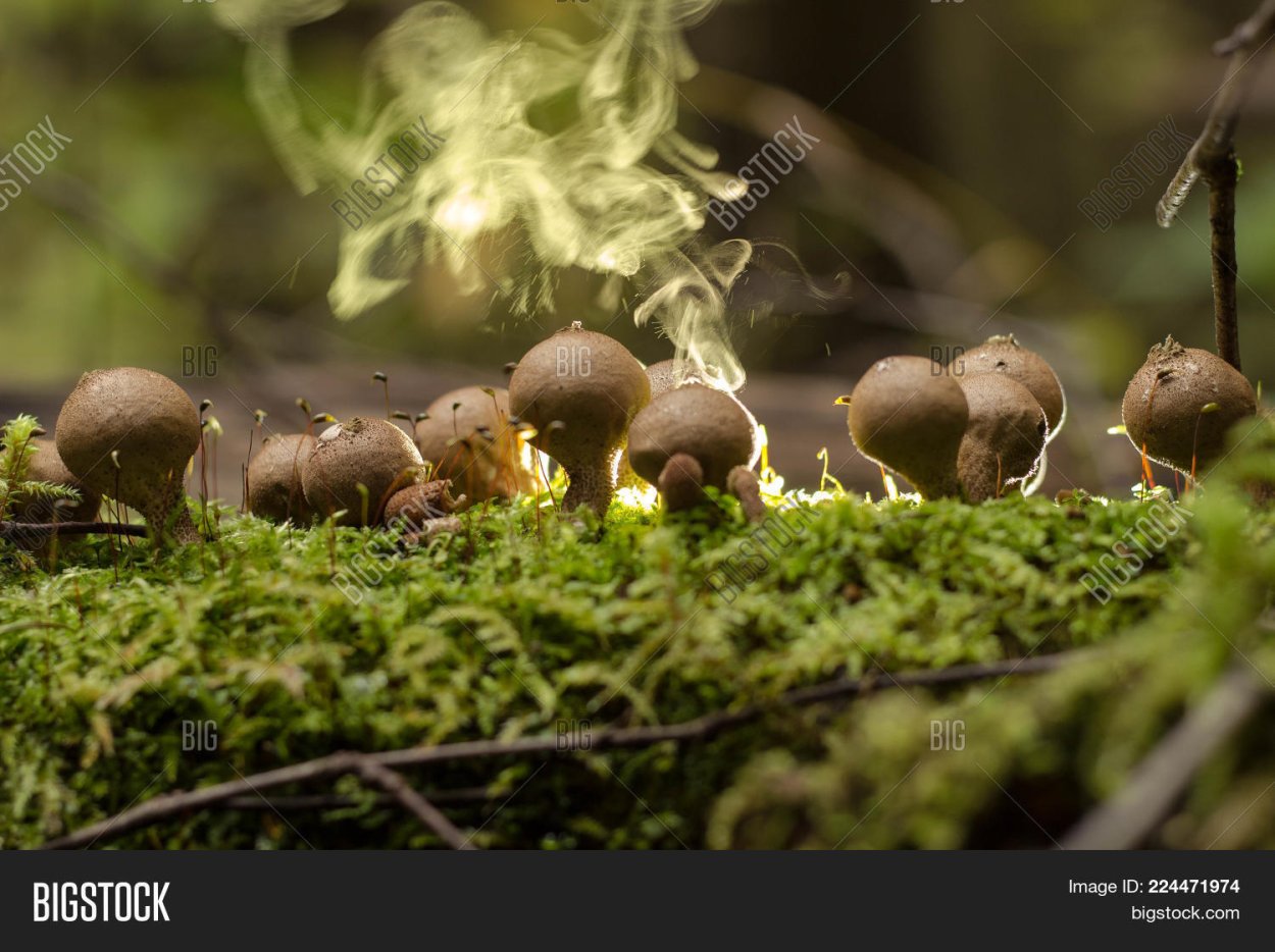 Дождевик грушевидный Lycoperdon pyriforme