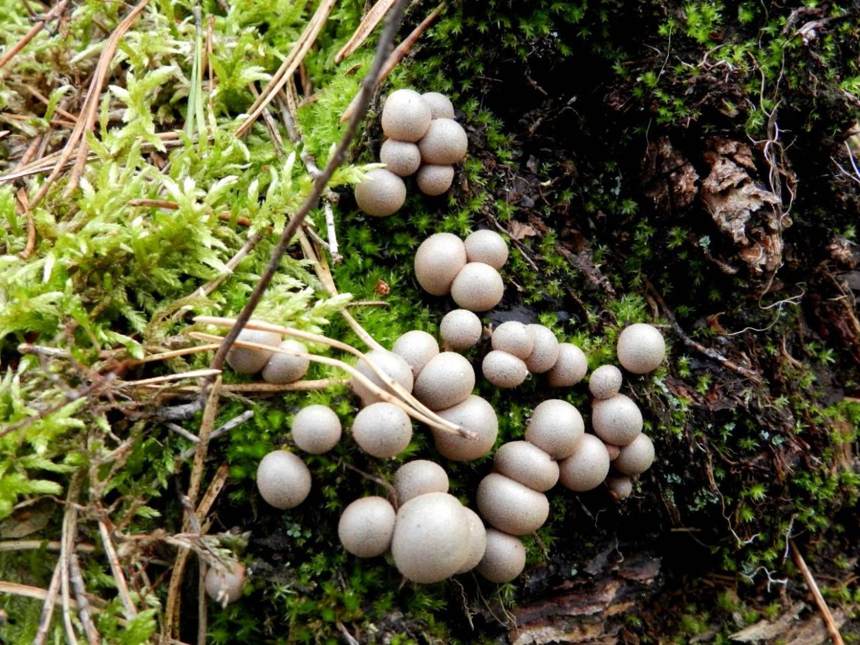 Дедушкин табак гриб споры