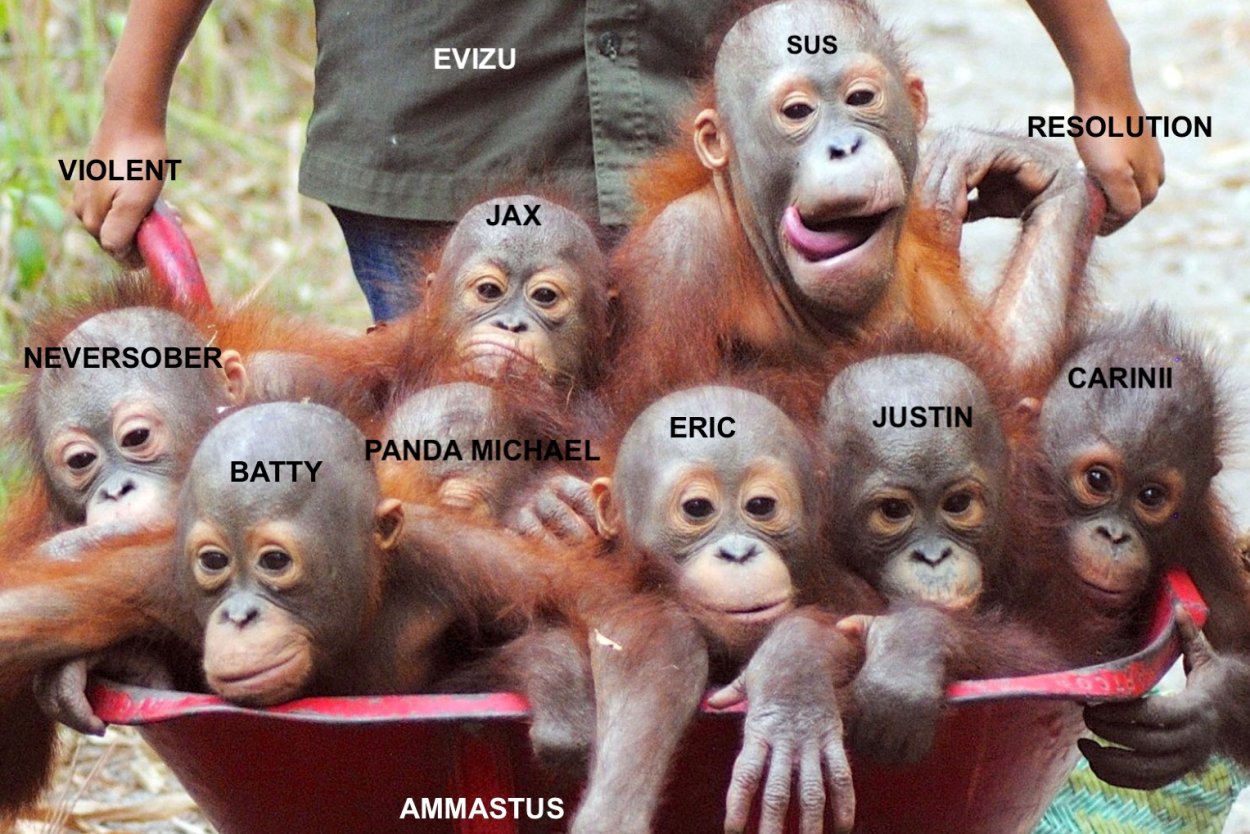 Орхидея Обезьянья Дракула