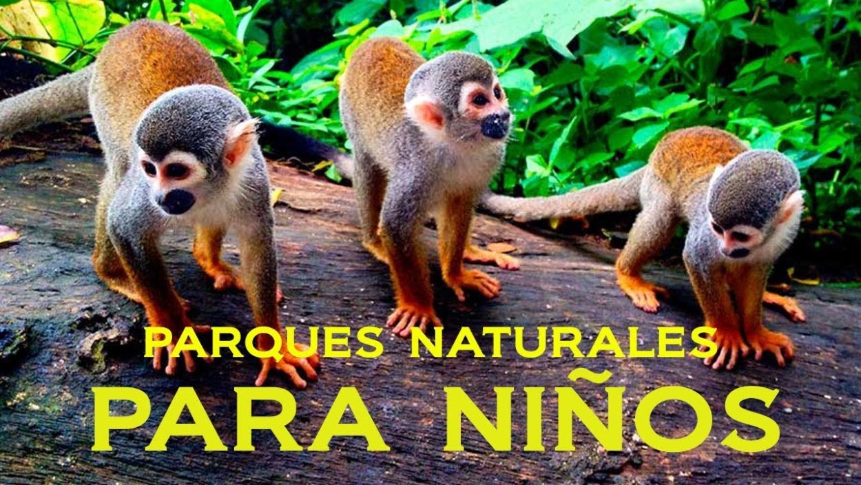 Теория упоротой обезьяны