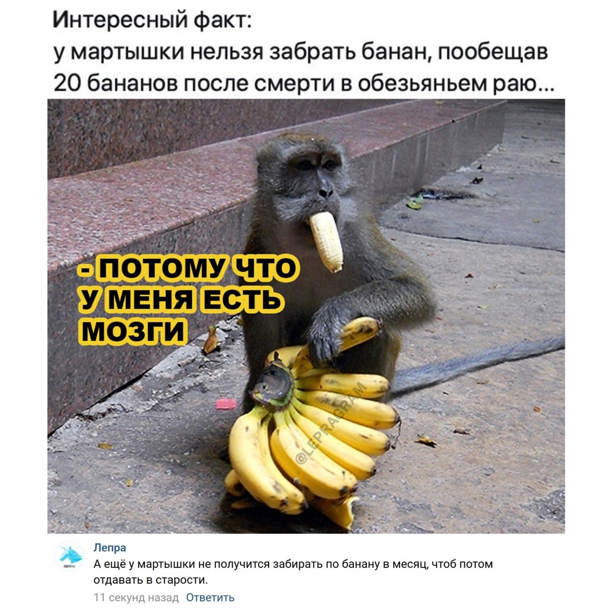 Обезьянья Орхидея