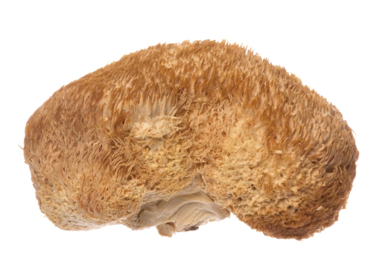 Гриб с бородой Dreamstime