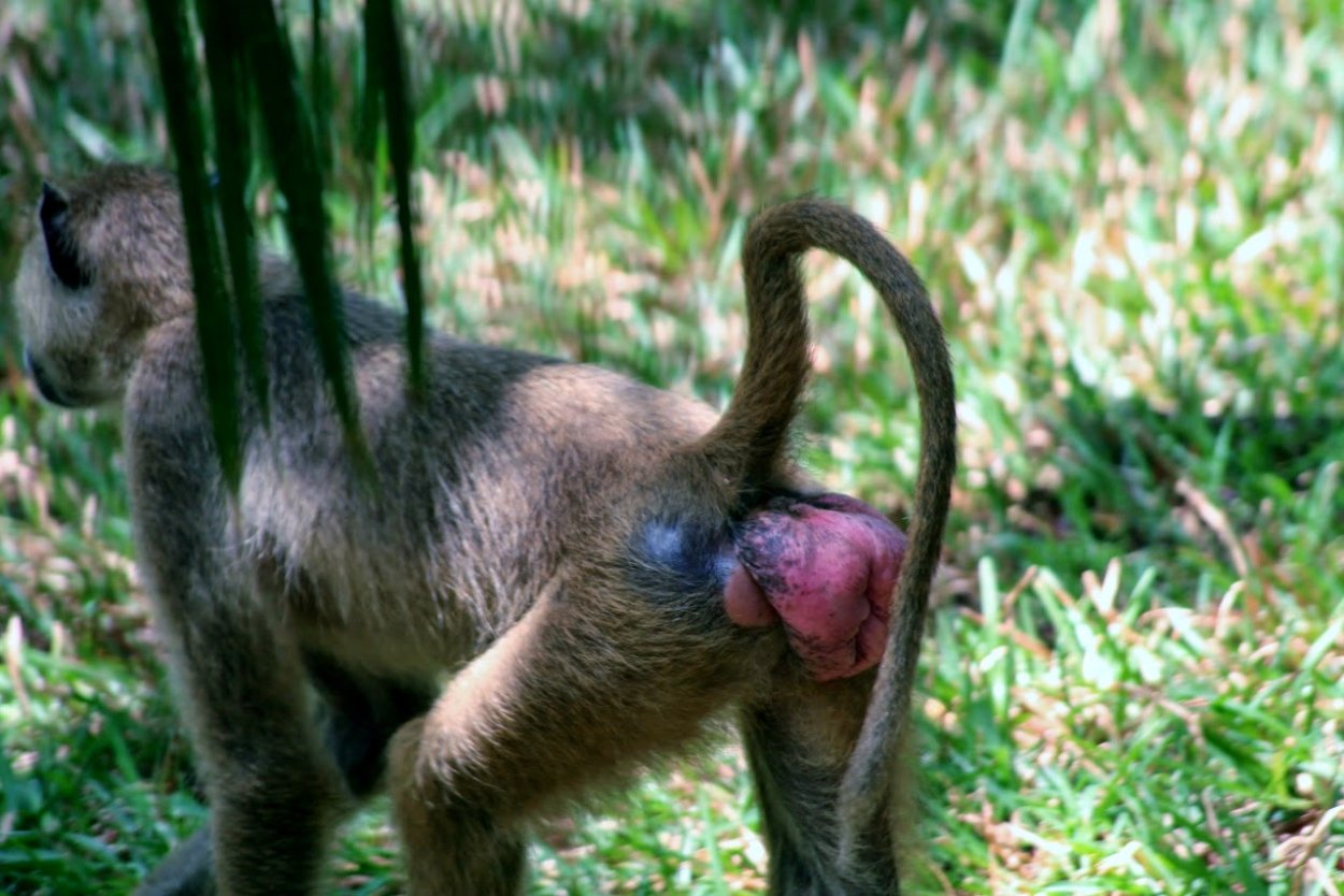 Ежовик Королевский гриб