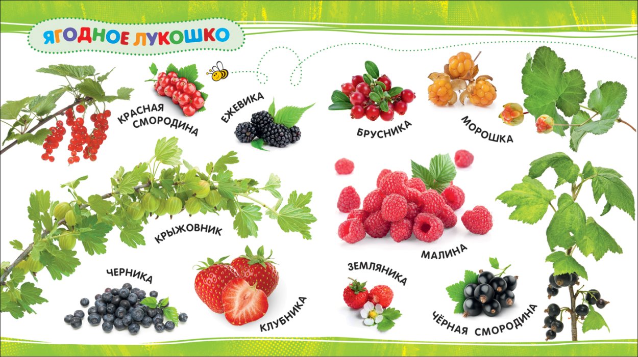 Ягоды с названиями для детей