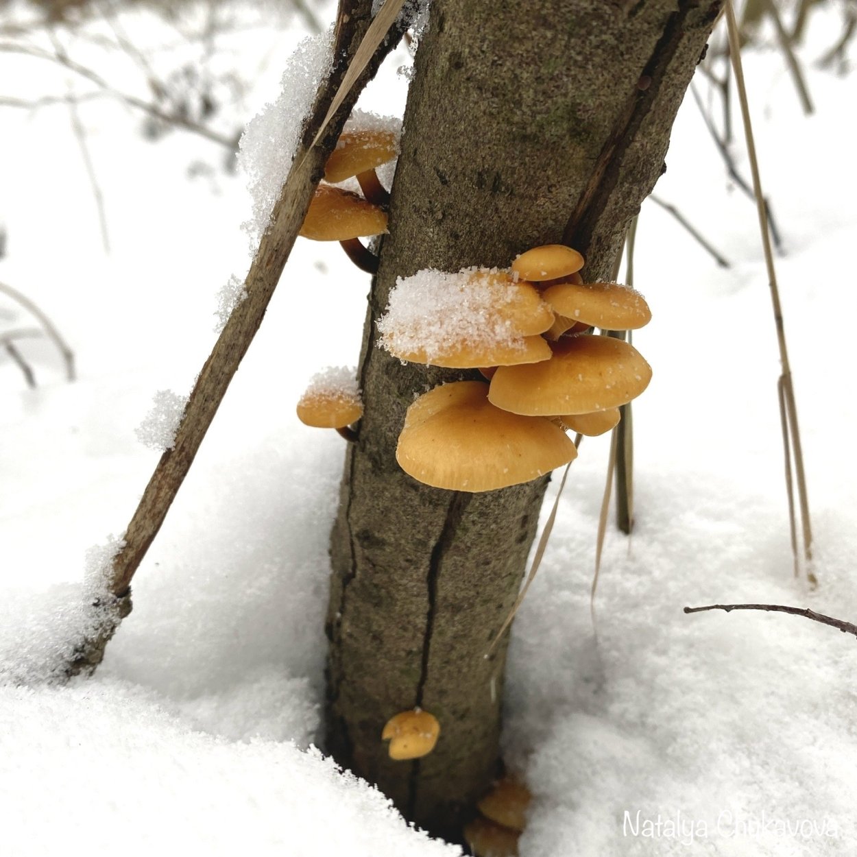 Фламмулина бархатистоножковая