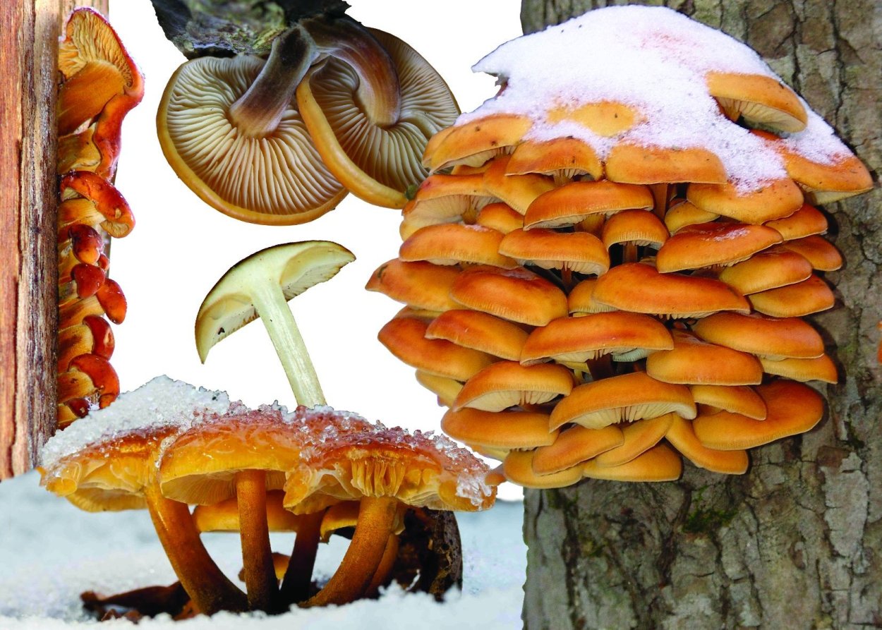 Зимний опенок фламмулина