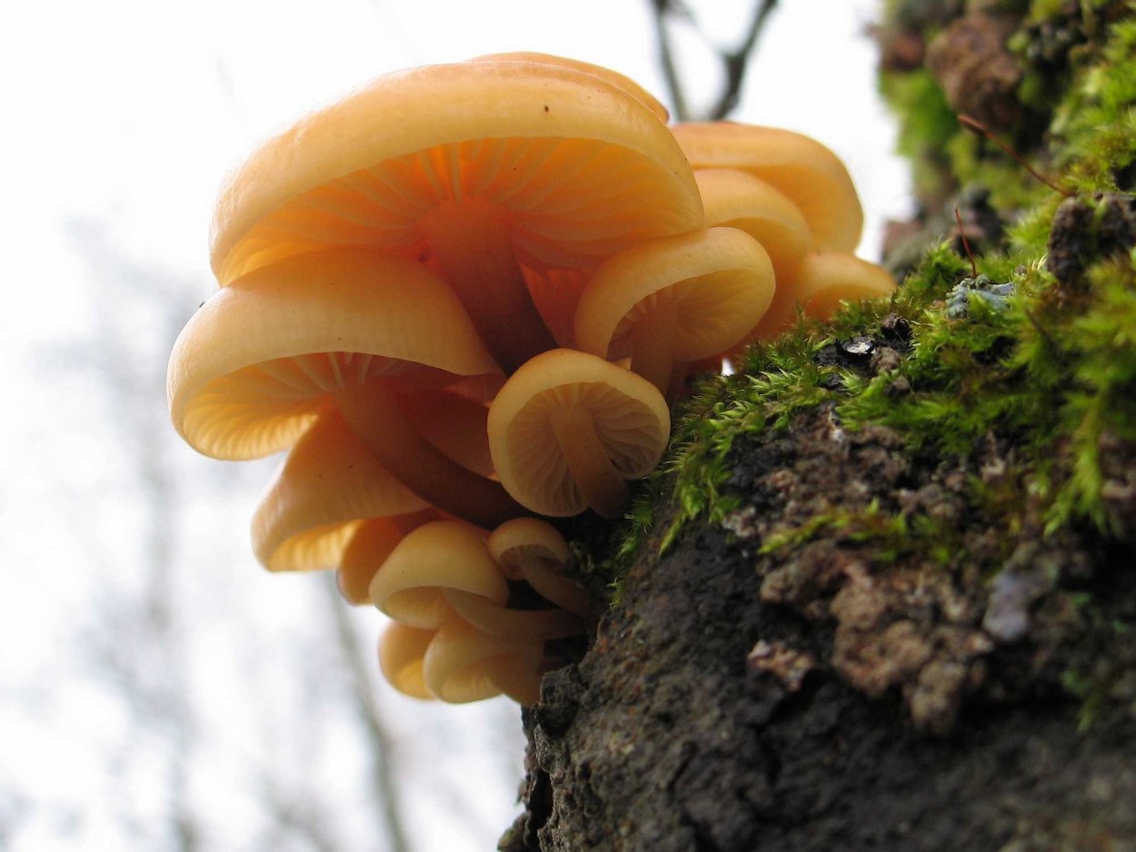 Зимний гриб фламмулина