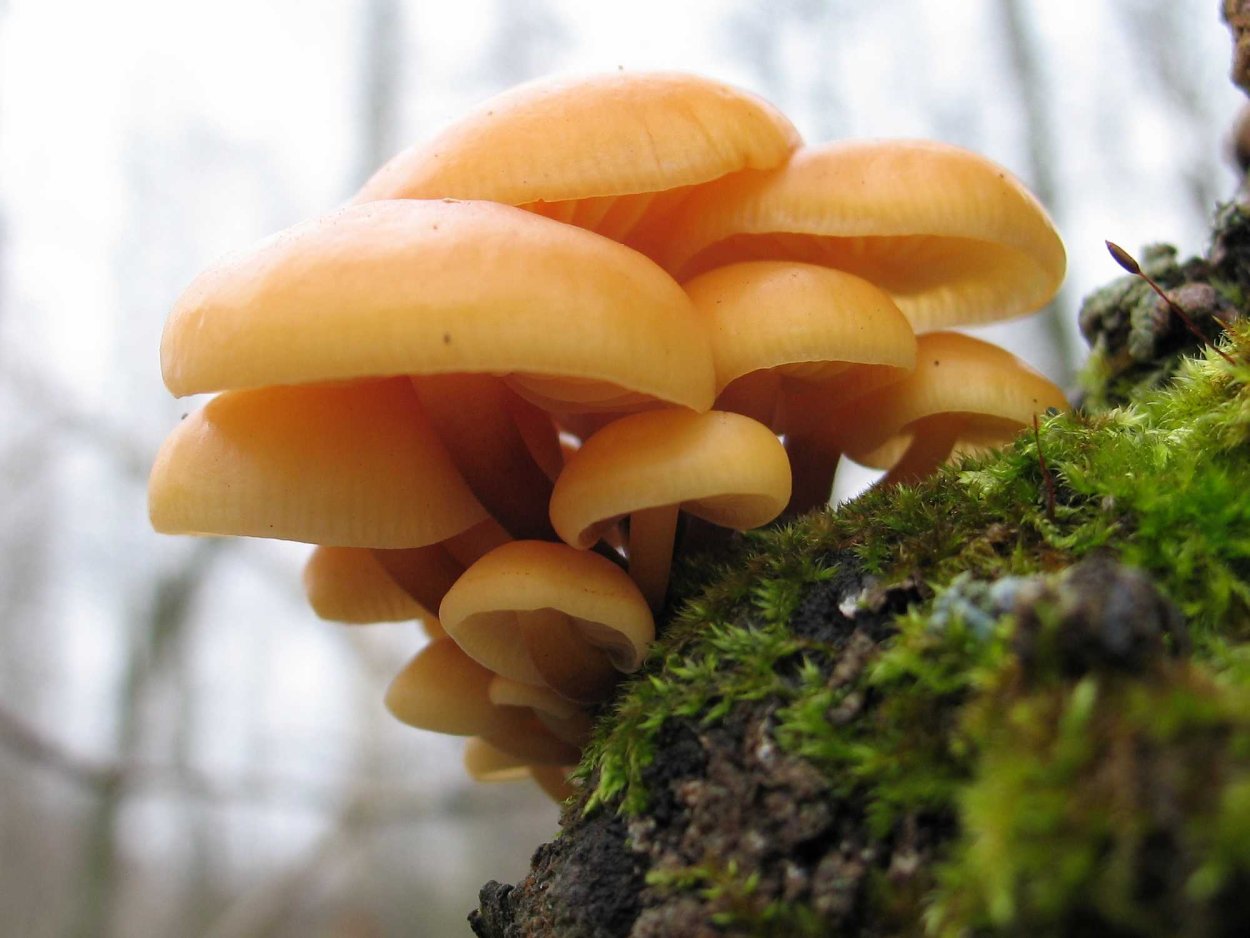 Зимний опенок фламмулина