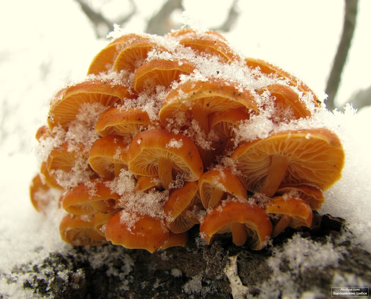 Опёнок зимний