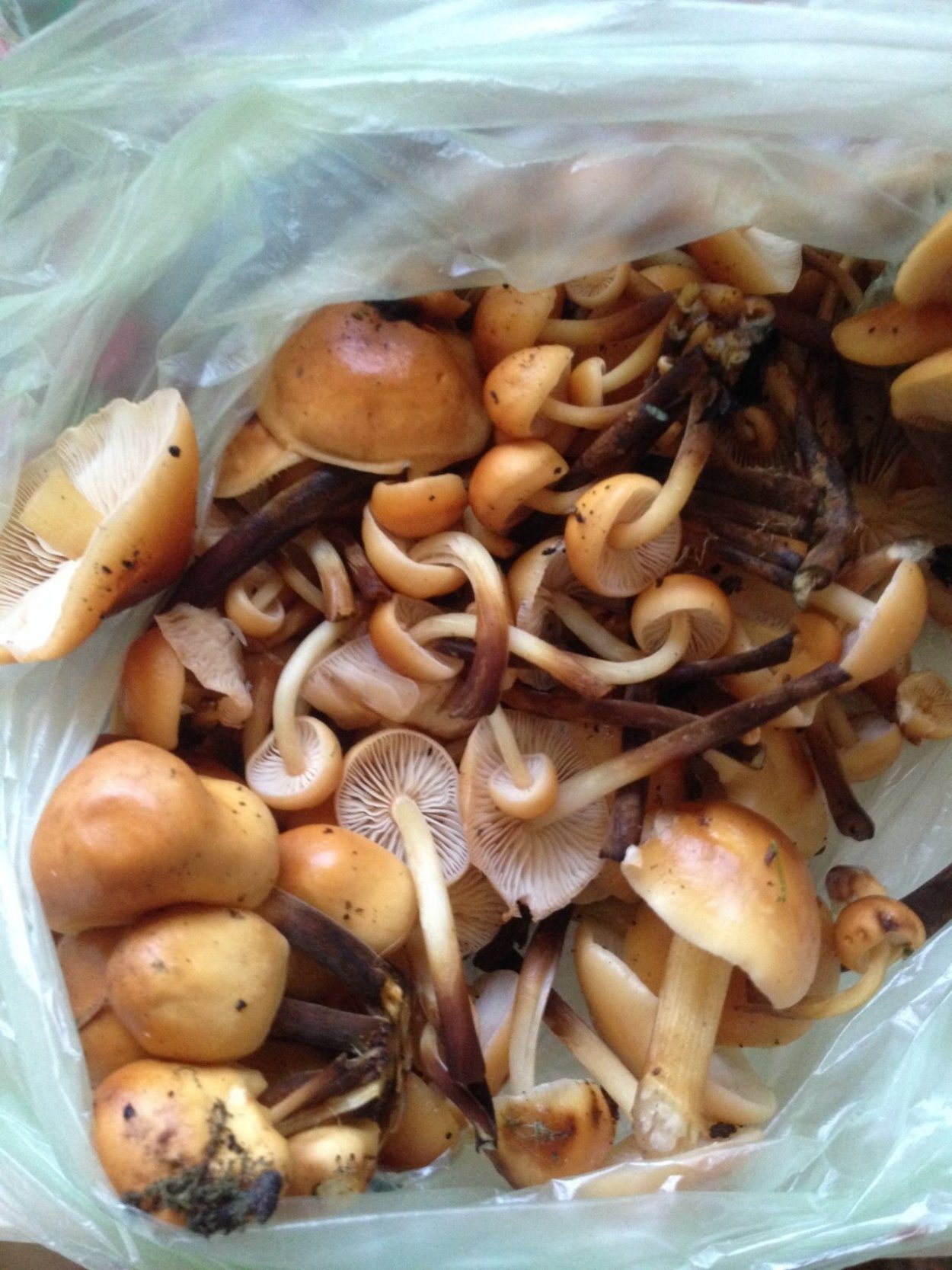 Зимний опенок фламмулина