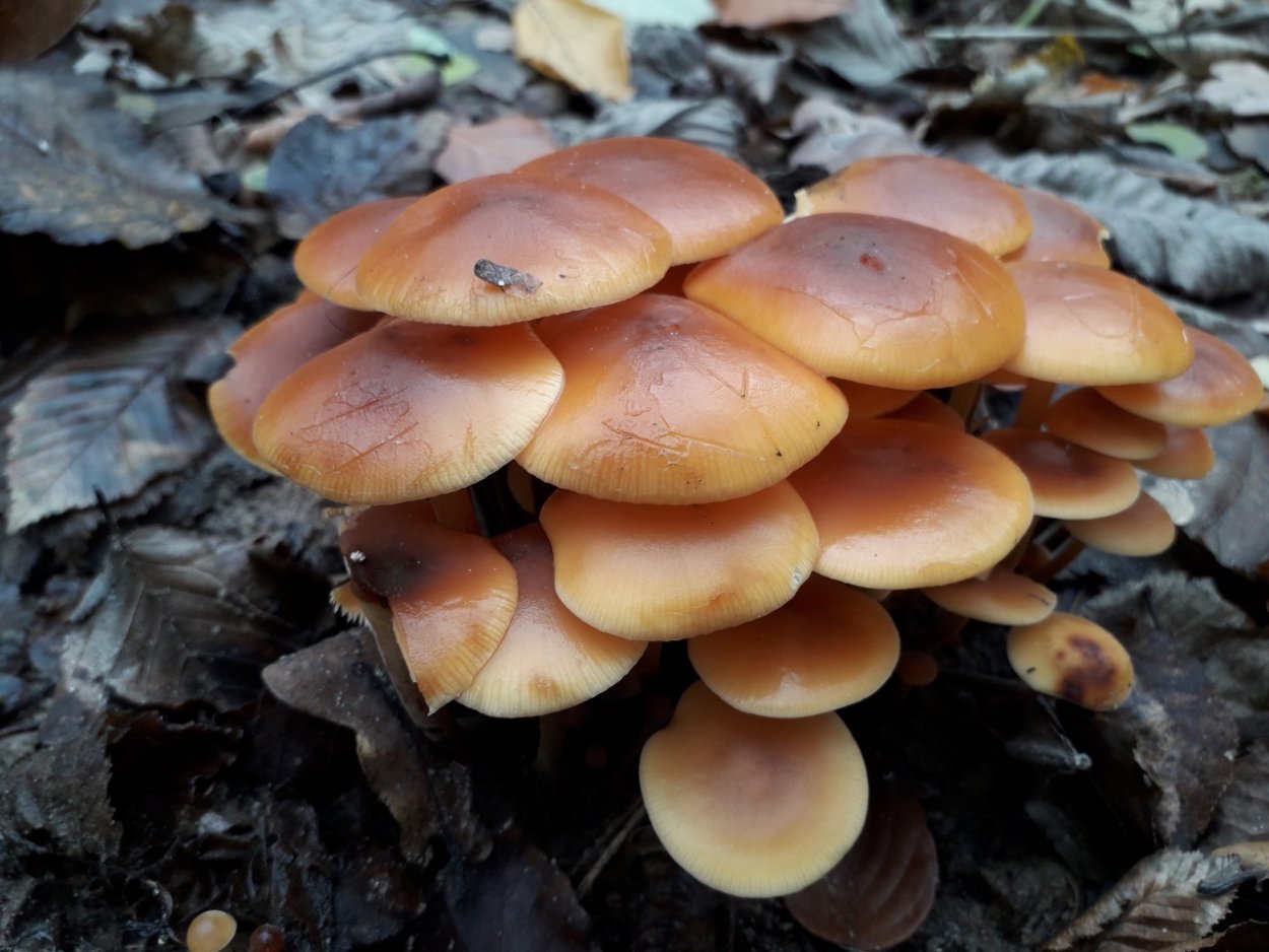 Armillaria Borealis